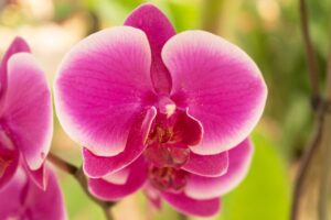 4. Orquídeas Oncidium