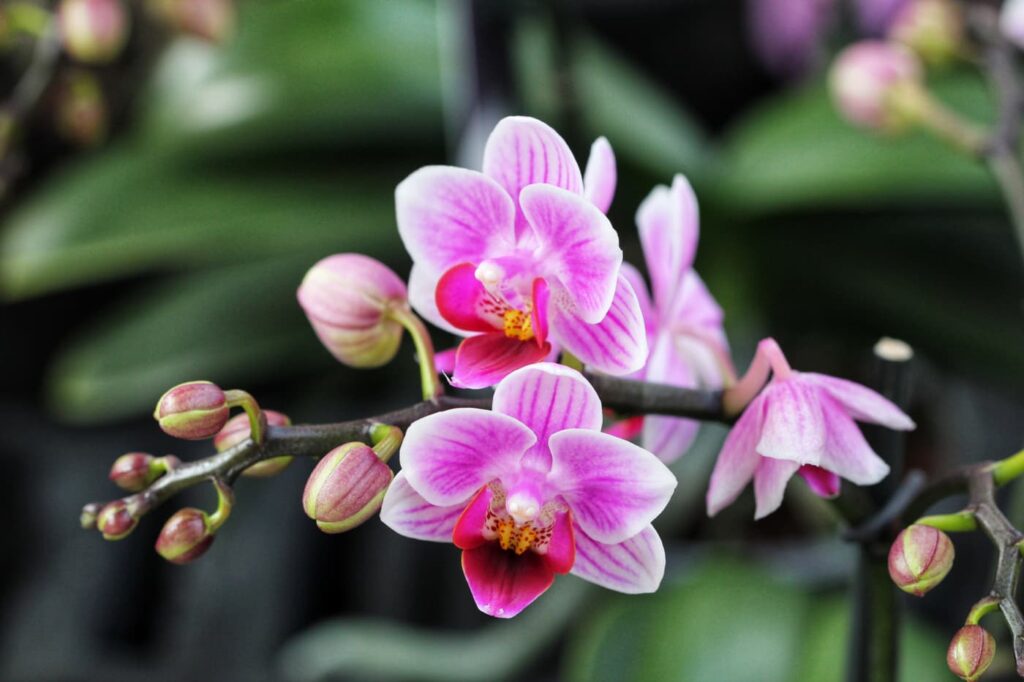 Cómo elegir una orquídea para trasplantarla