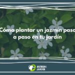 Cómo plantar un jazmín paso a paso en tu jardín