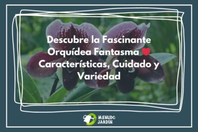 Menudo Jardín sabe todo lo que tienes que saber sobre la Orquídea Fantasma: desde sus características únicas y cómo cuidarla, hasta las diferentes variedades y su historia. ¡Échale un vistazo aquí!
