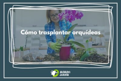 Cómo trasplantar orquídeas