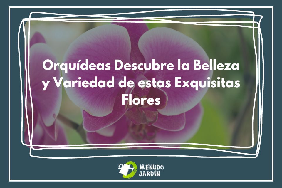 🌸 Descubre la Belleza y Variedad de las Exquisitas Orquídeas | MenudoJardín