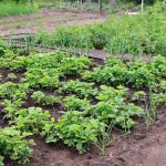 abono para un huerto de hortalizas