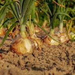 cómo cultivar cebollas