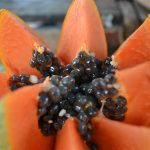 cómo cultivar papaya