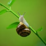 cómo eliminar los caracoles del jardín o huerto