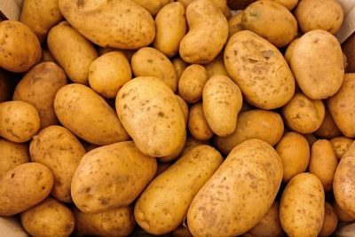 cultivar patatas en una maceta