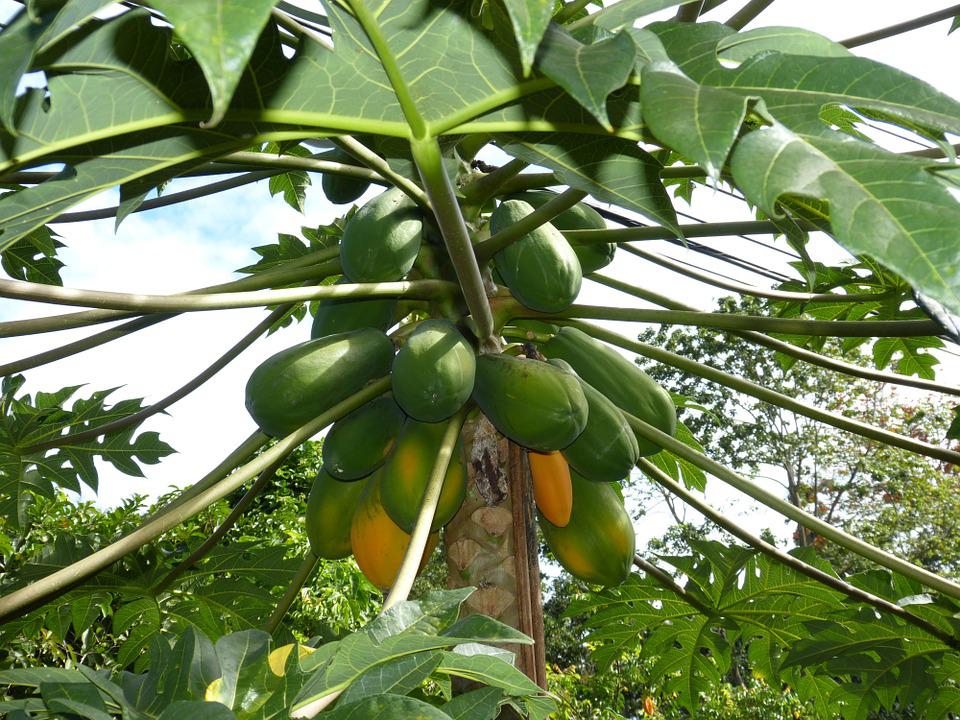 cultivo de papaya